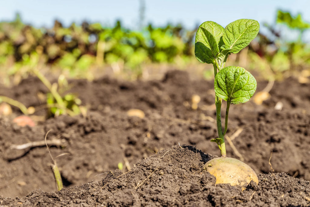 What is the Best Fertilizer for Potatoes?