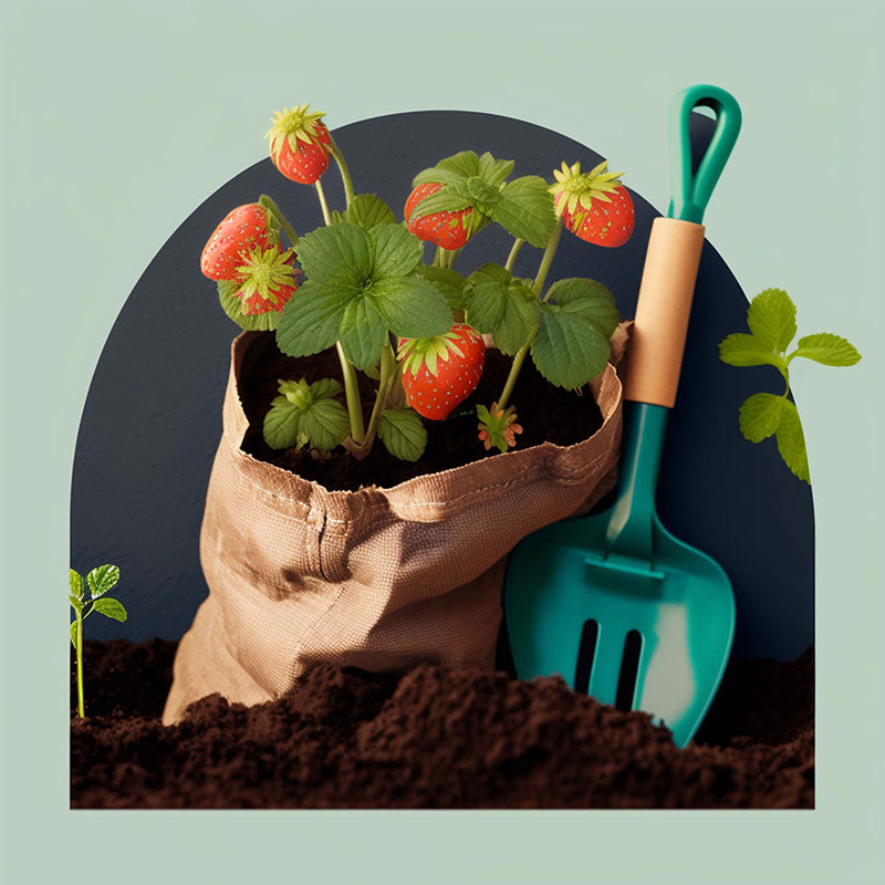 A Beginner's Guide to Planting Strawberry Plants in Your Garden