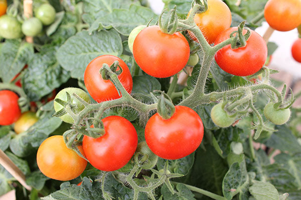 How to use tomato fertilizer