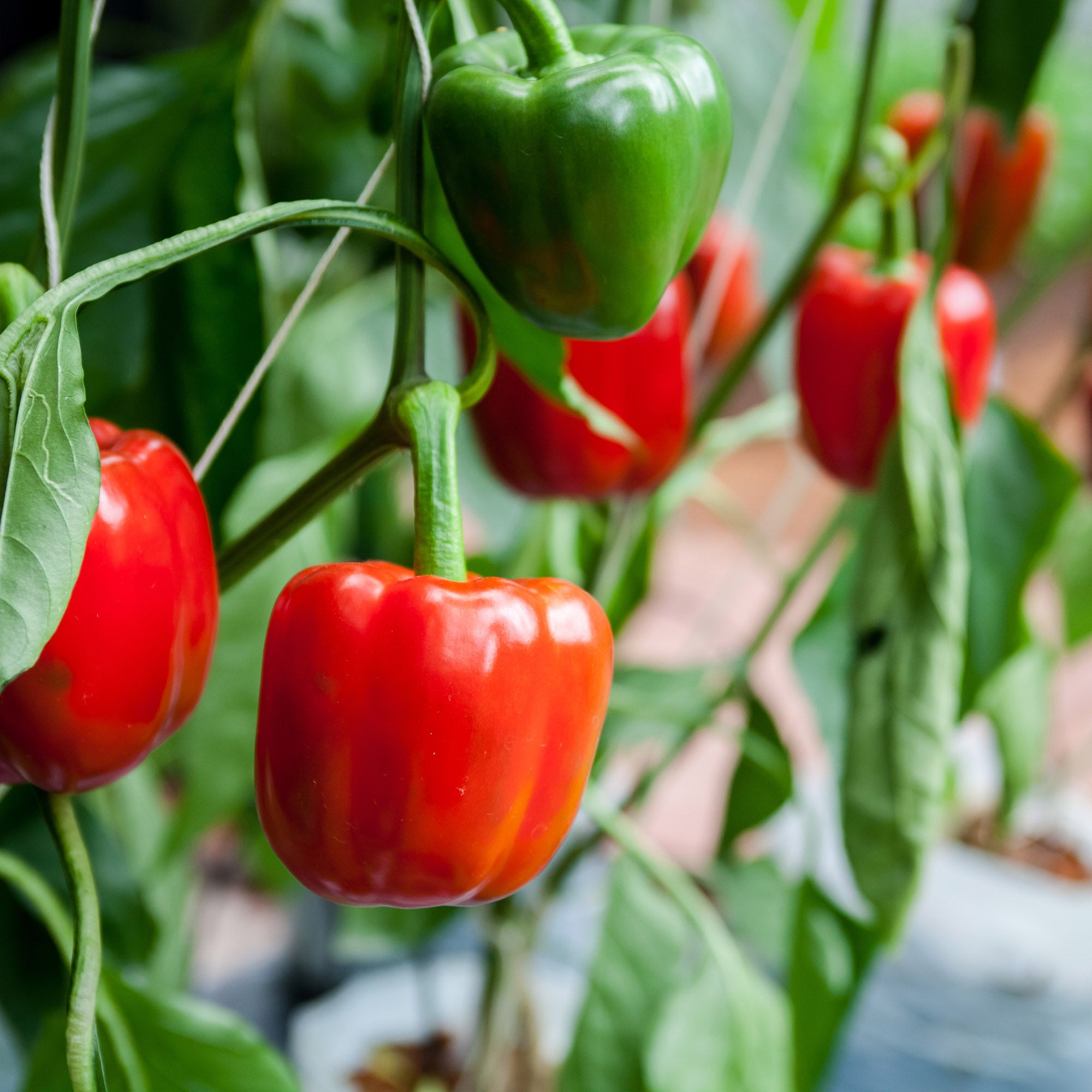 Organic Fertilizer for Peppers – BigAss Pepper Fertilizer (12 oz)