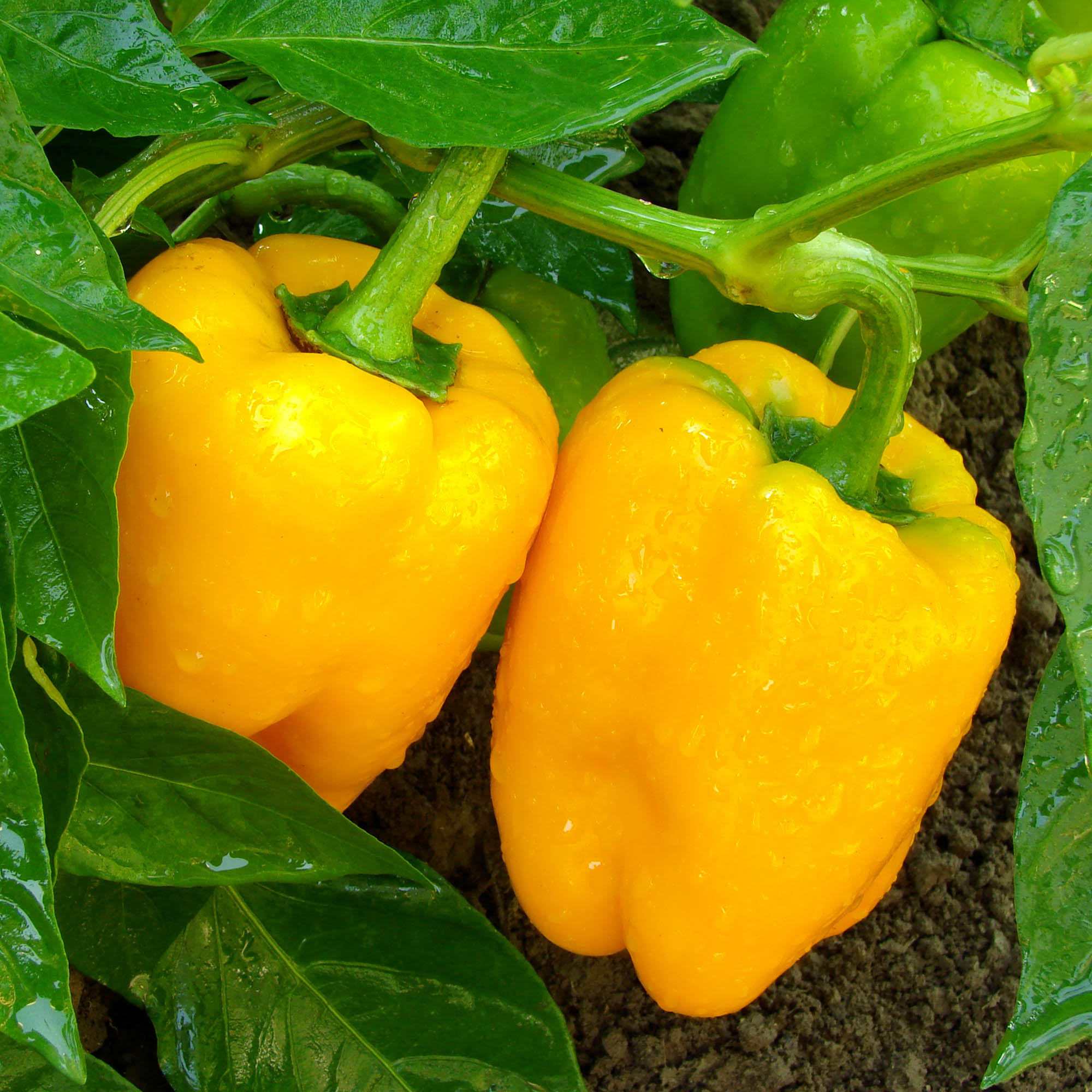Organic Fertilizer for Peppers – BigAss Pepper Fertilizer (12 oz)