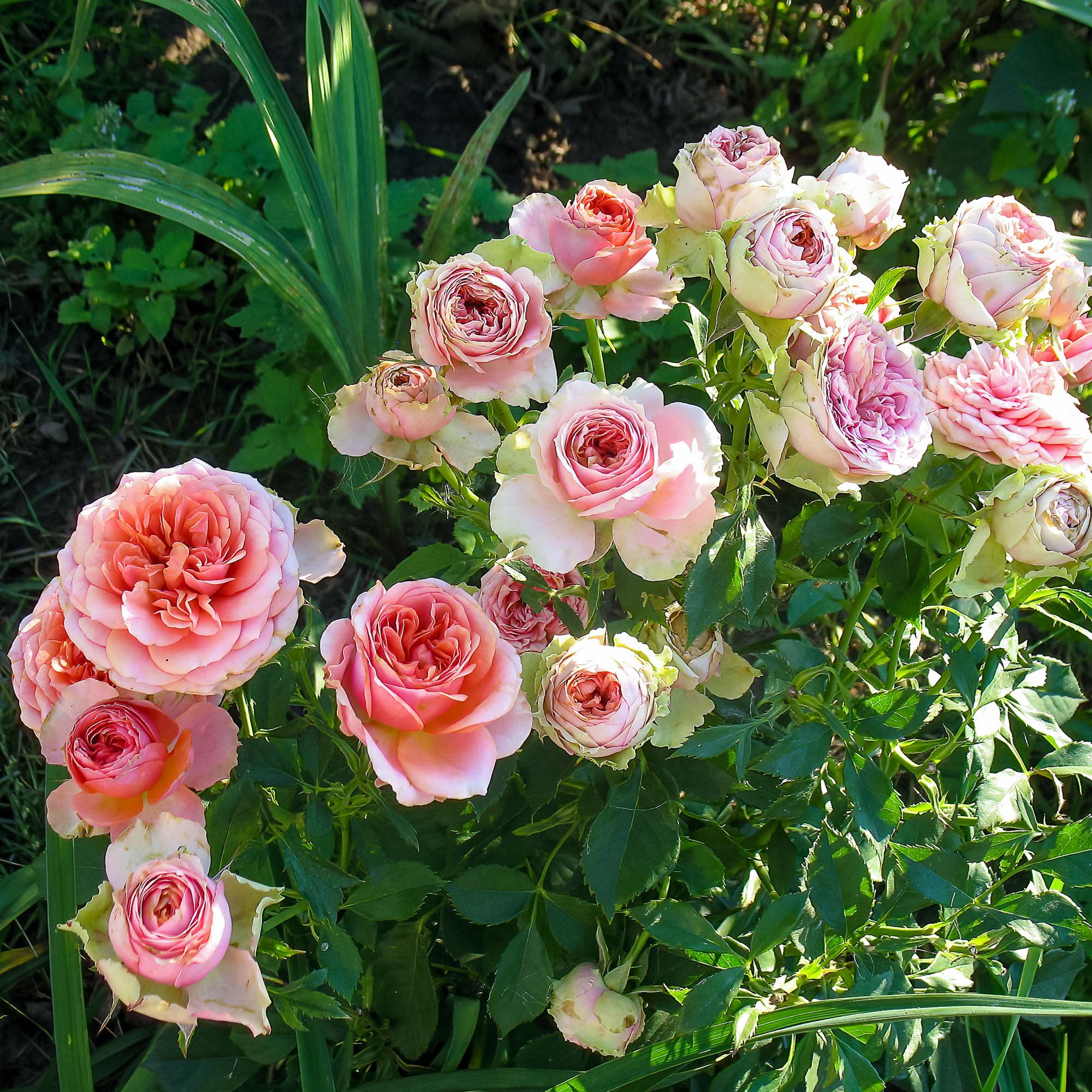 Plant Feed Toprose Rose & Shrub Feed - 4kg | Love Gardening Plant Feed ...